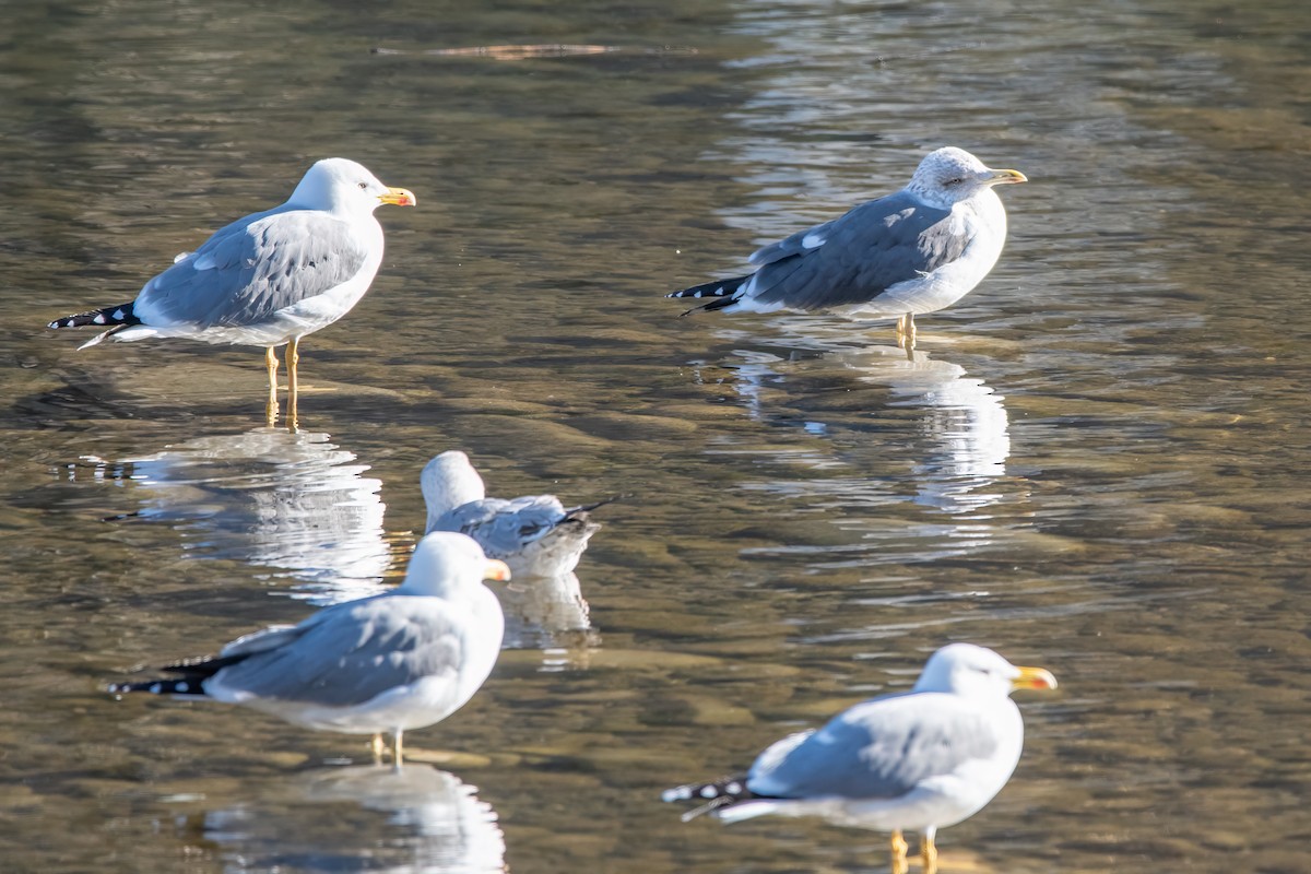 Lesser Black-backed Gull - ML629075344