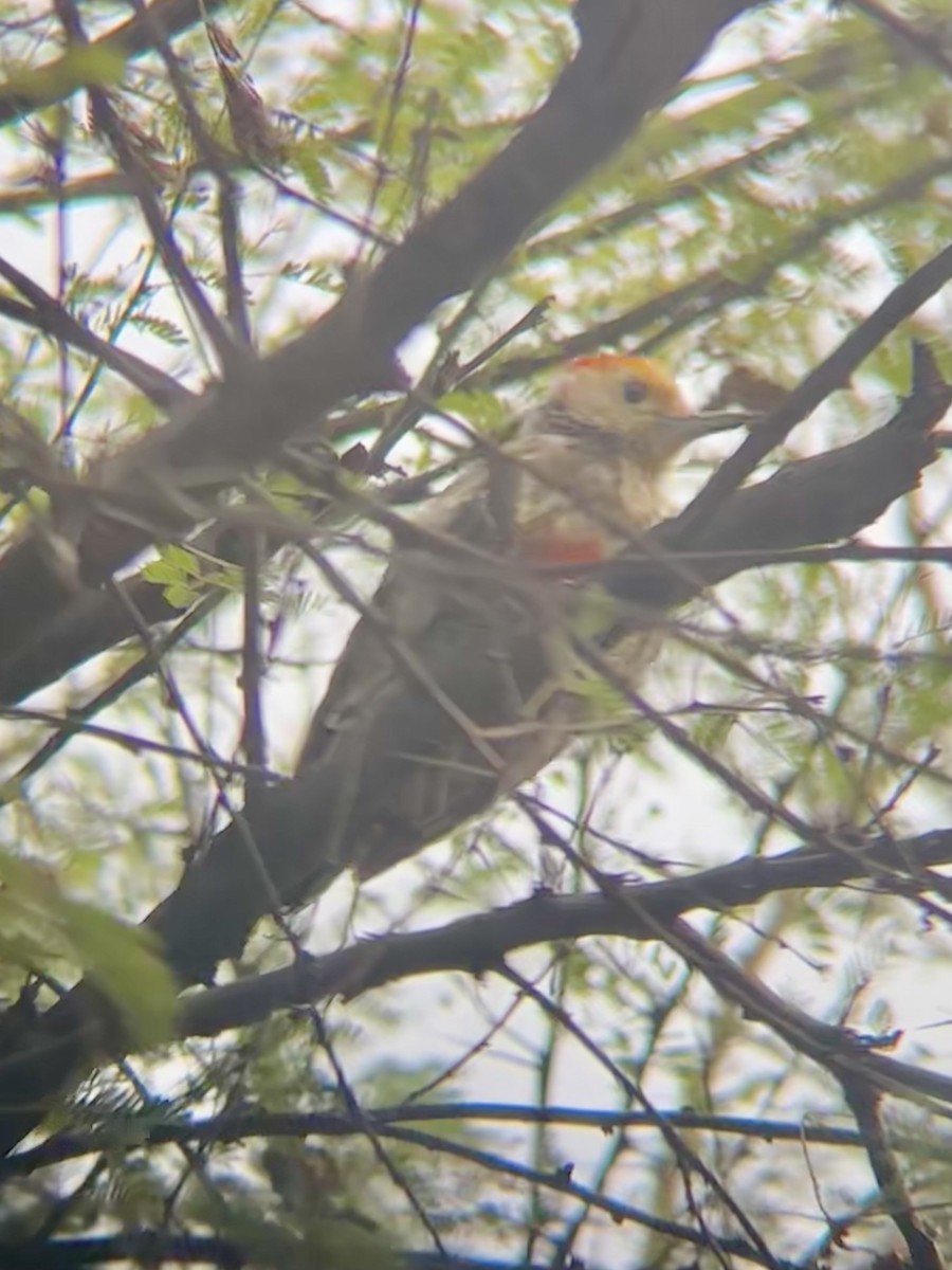 Gelbscheitelspecht - ML629075441