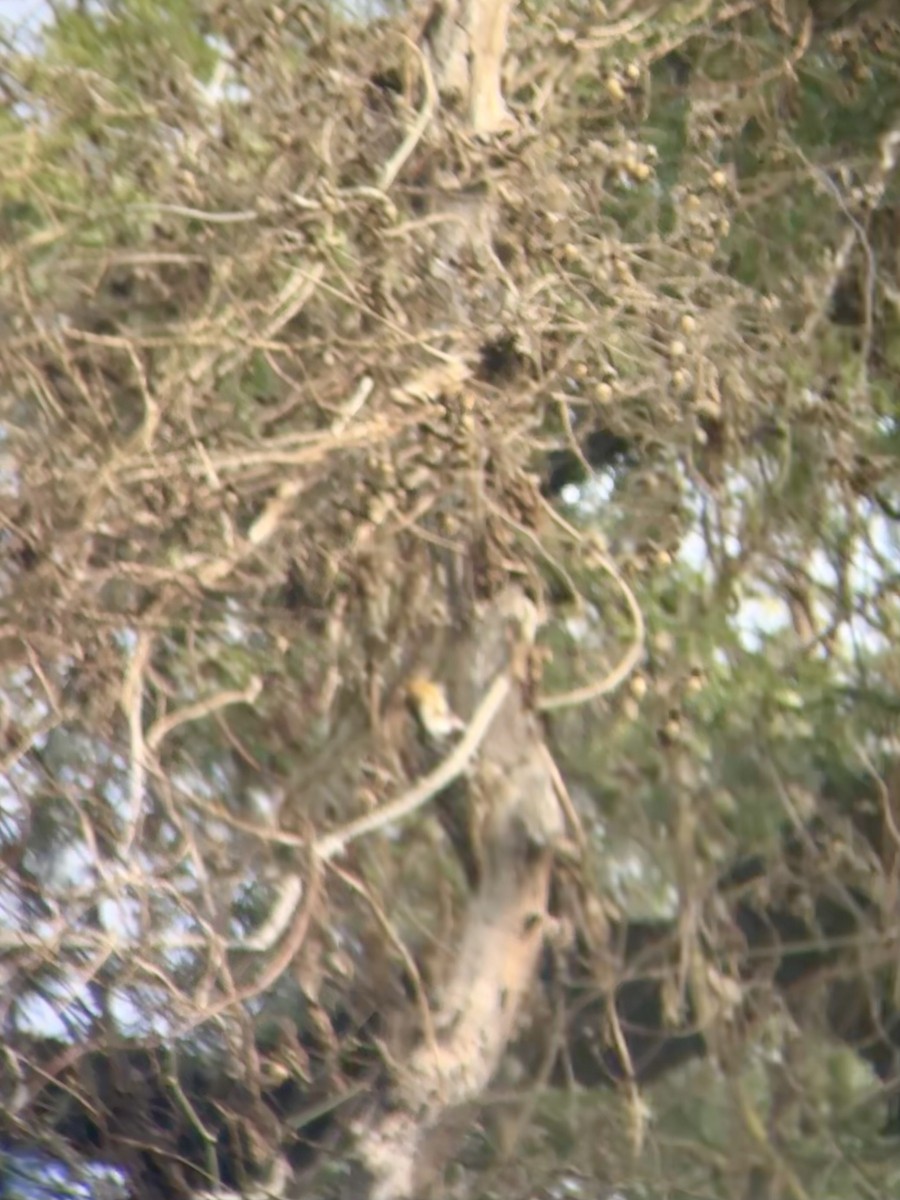 Gelbscheitelspecht - ML629075442