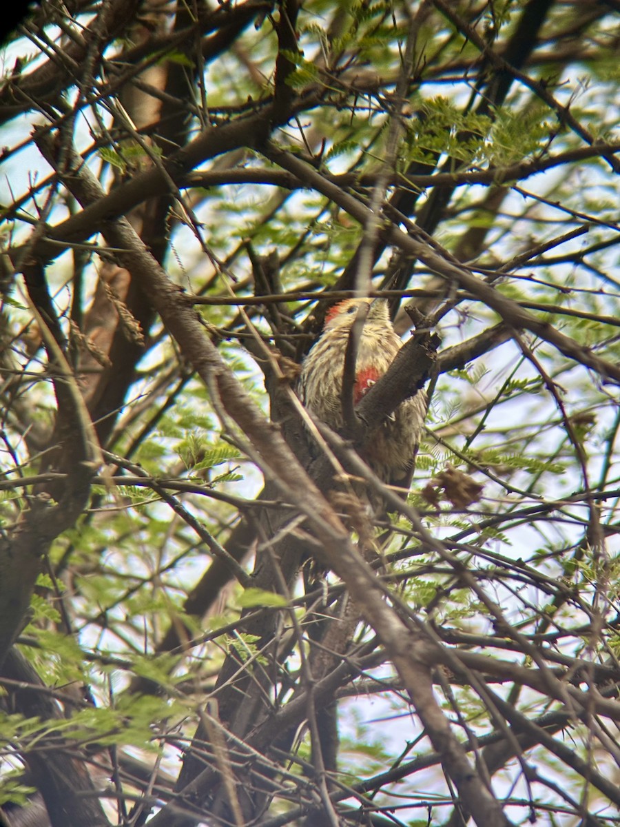 Gelbscheitelspecht - ML629075443