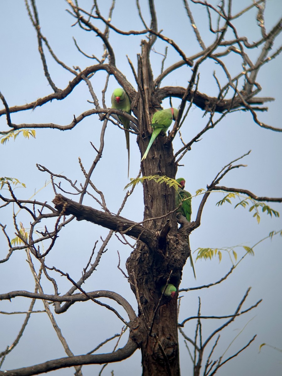 Alexandersittich - ML629075491