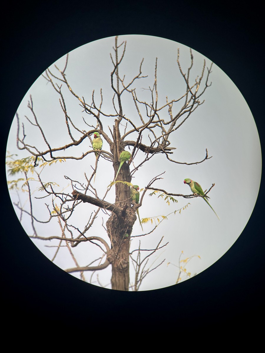 Alexandersittich - ML629075492