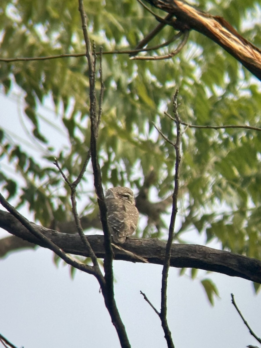 Brahmakauz - ML629075523