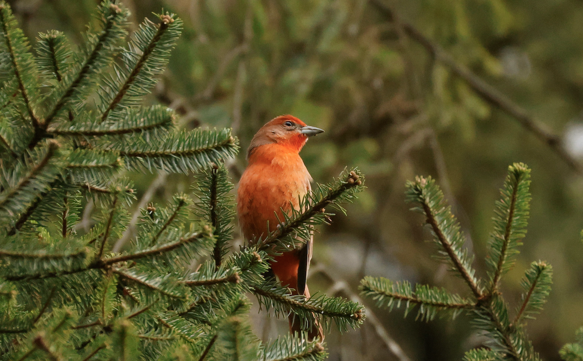 Hepatic Tanager - ML629075761