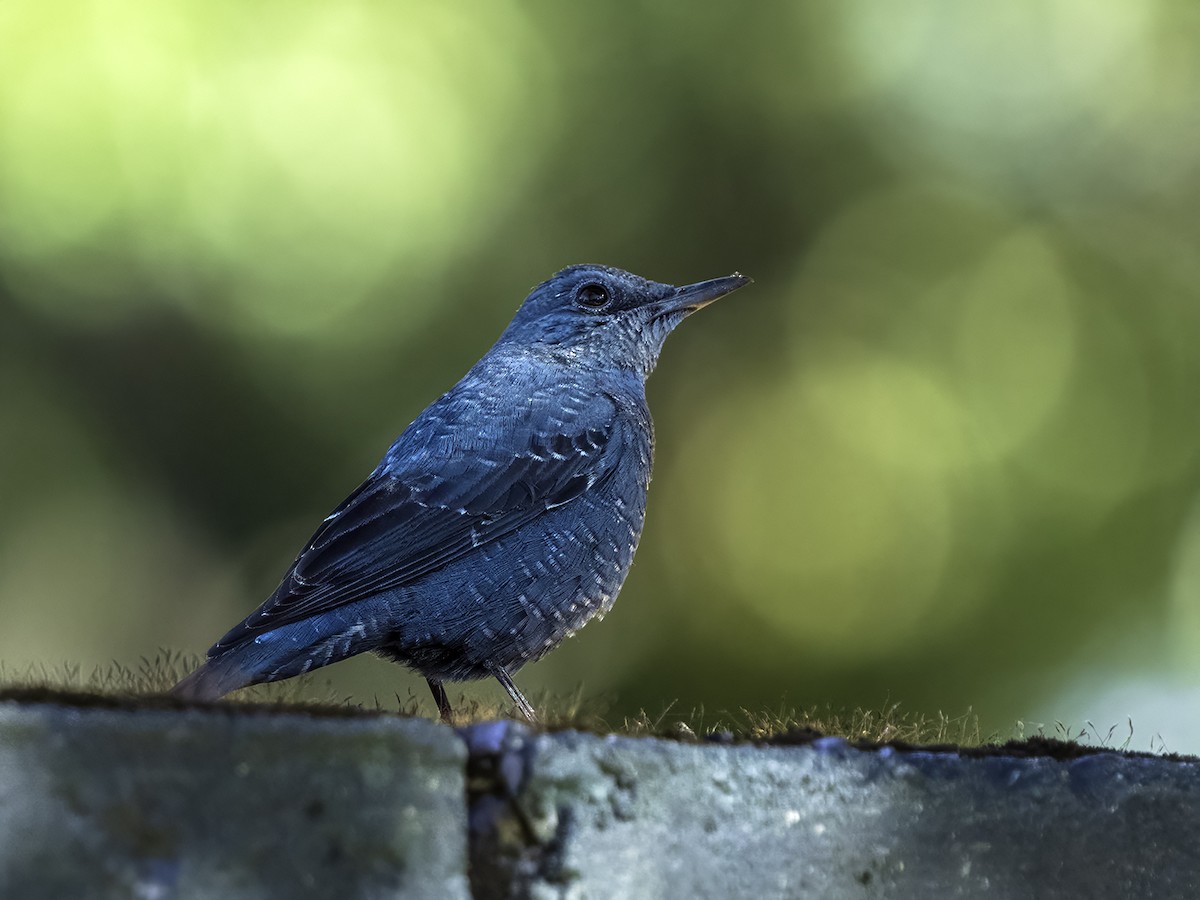 Blue Rock-Thrush - ML629075804