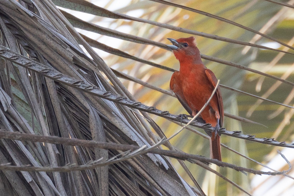 Hepatic Tanager - ML629075860