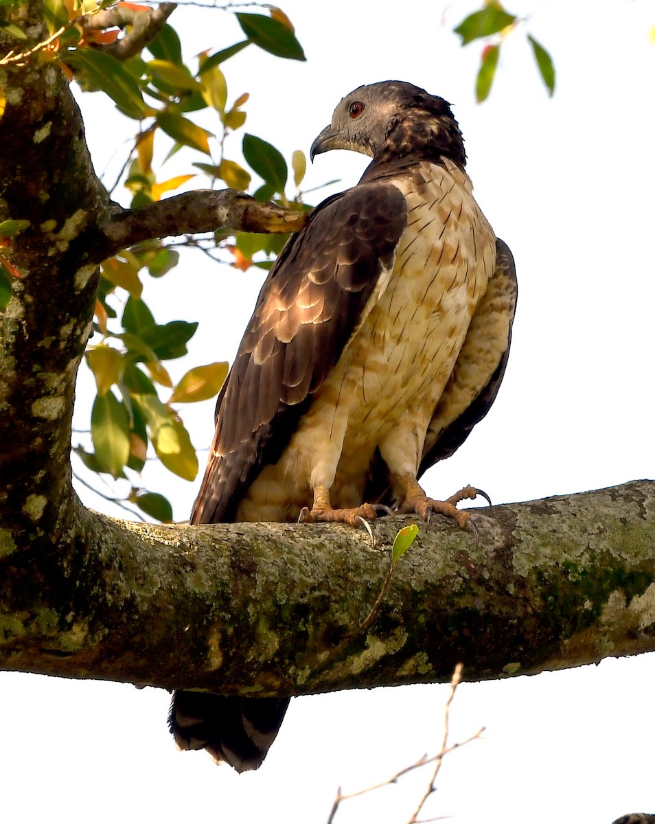 Oriental Honey-buzzard - ML629075867