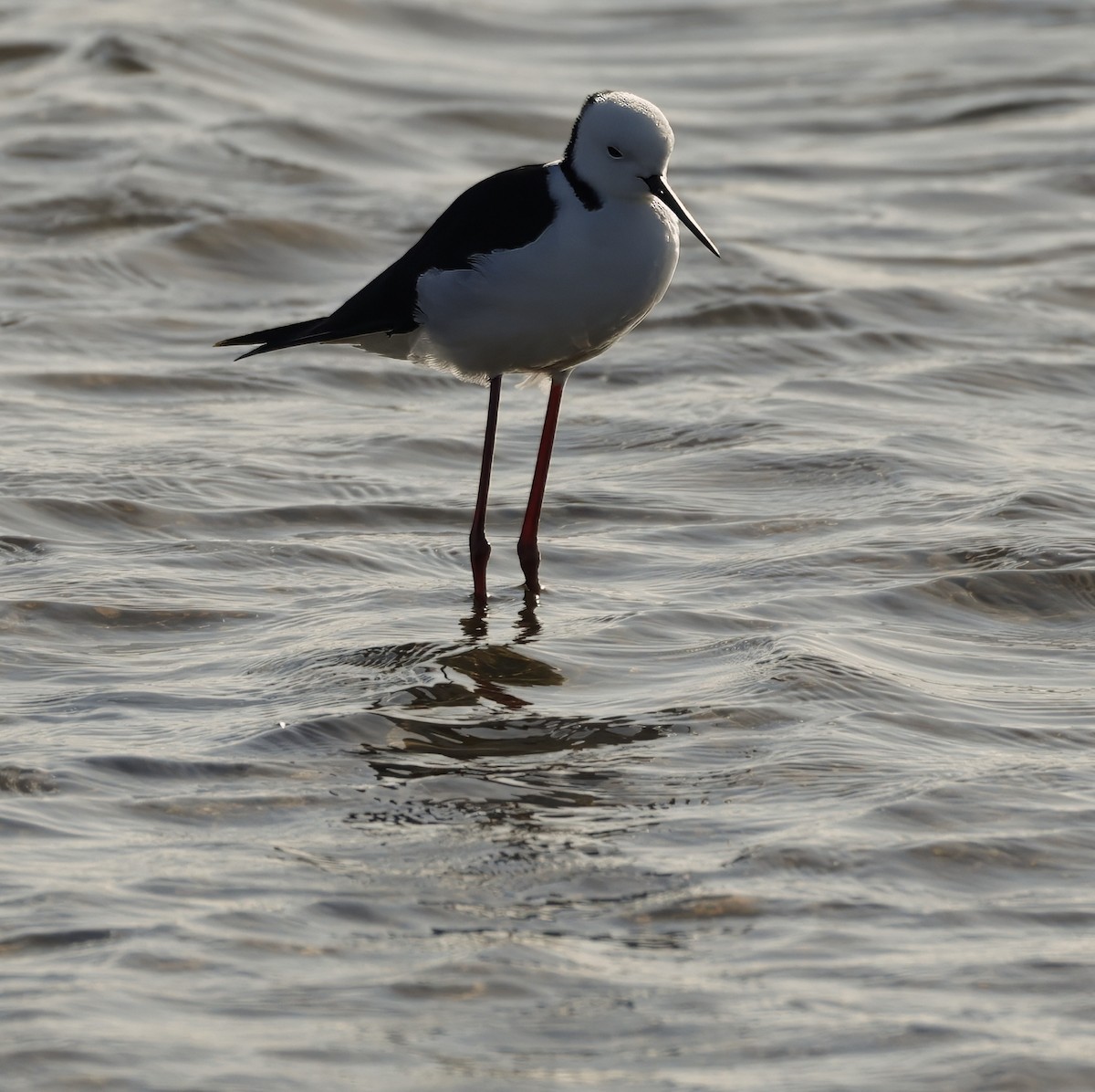 Pied Stilt - ML629075917