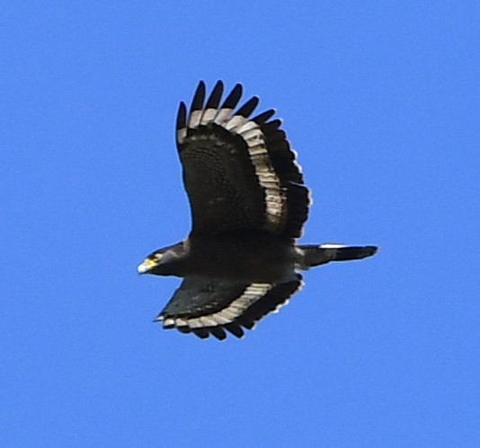 Crested Serpent-Eagle - ML629075918