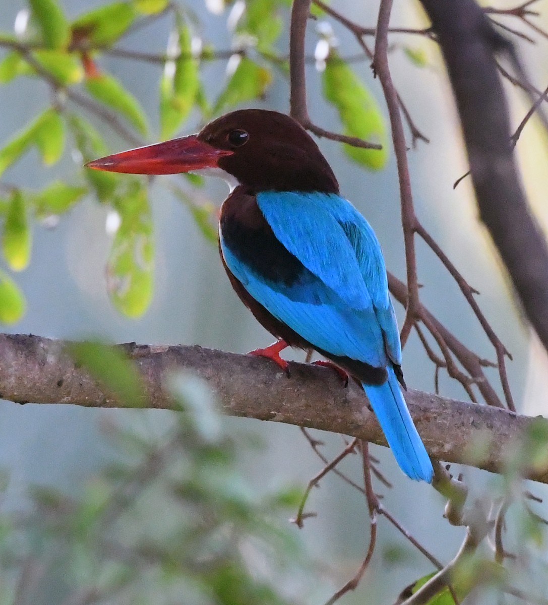 White-throated Kingfisher - ML629075921