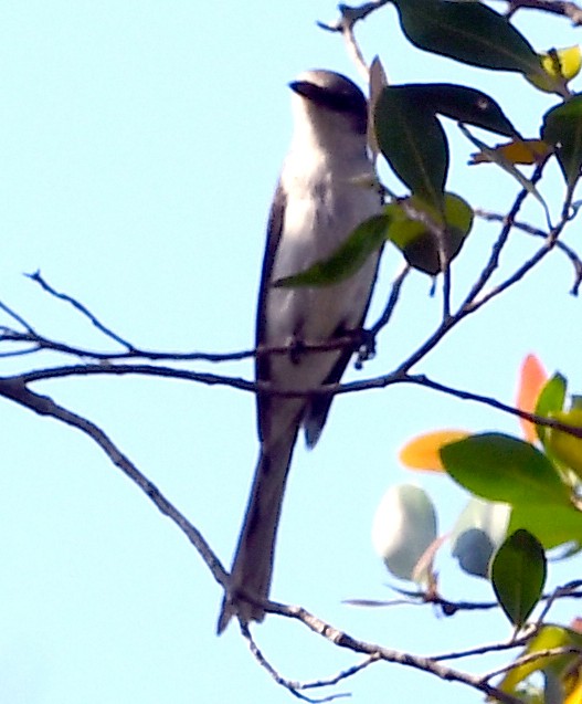 Ashy Minivet - ML629075967