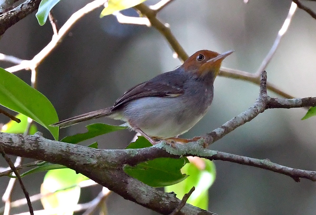 Ashy Tailorbird - ML629075978