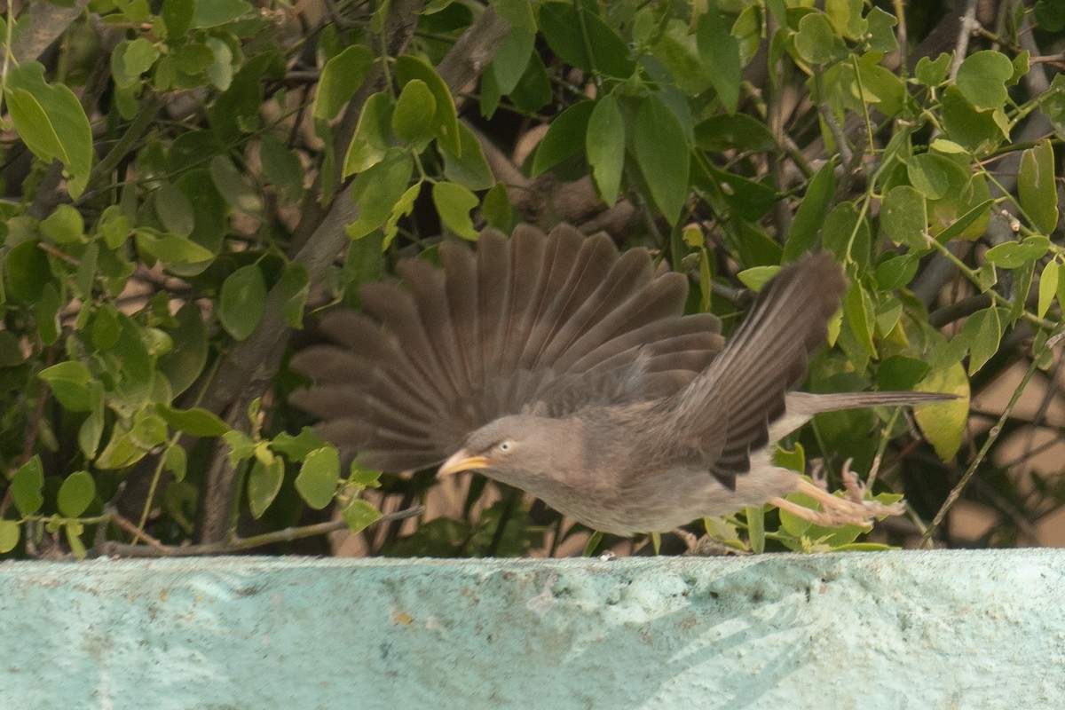 Jungle Babbler - ML629076388