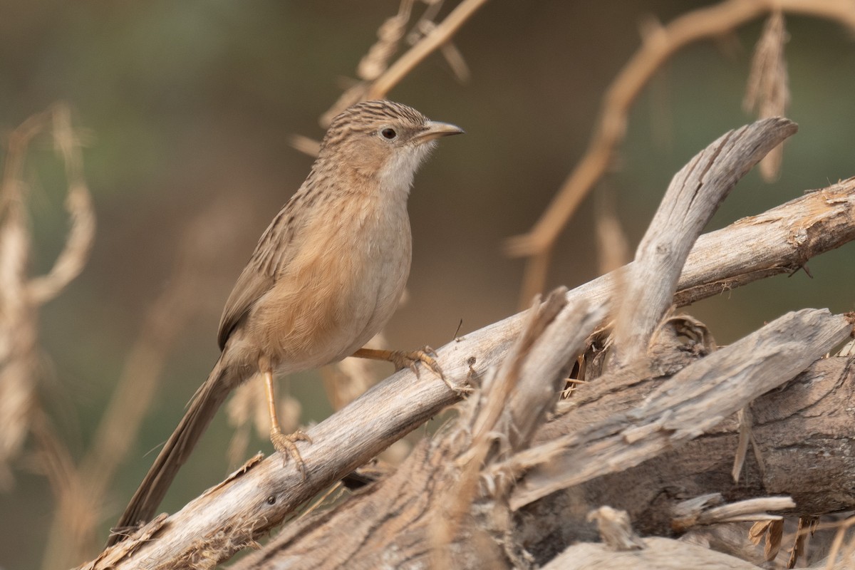 Common Babbler - ML629076403