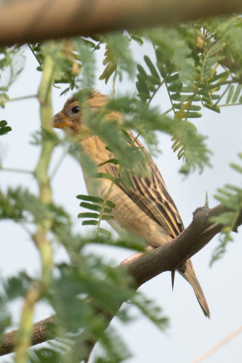 Baya Weaver - ML629076408