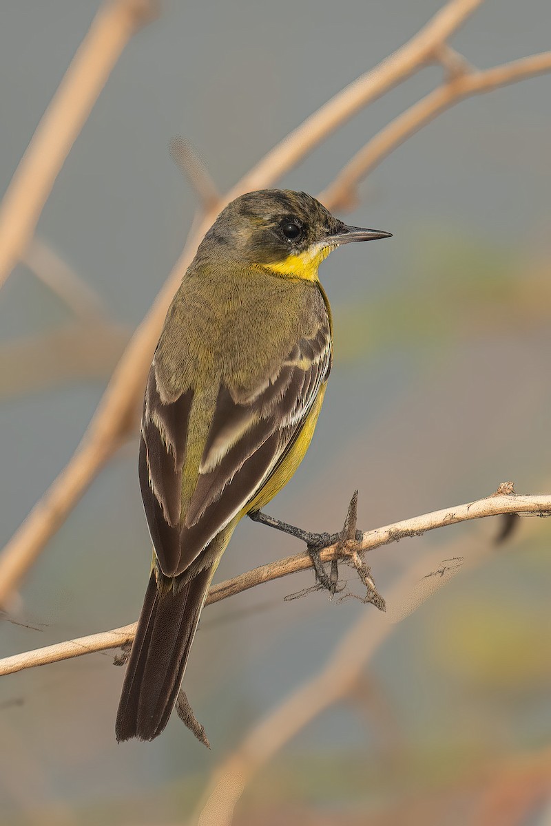 Cutrettola - ML629076423