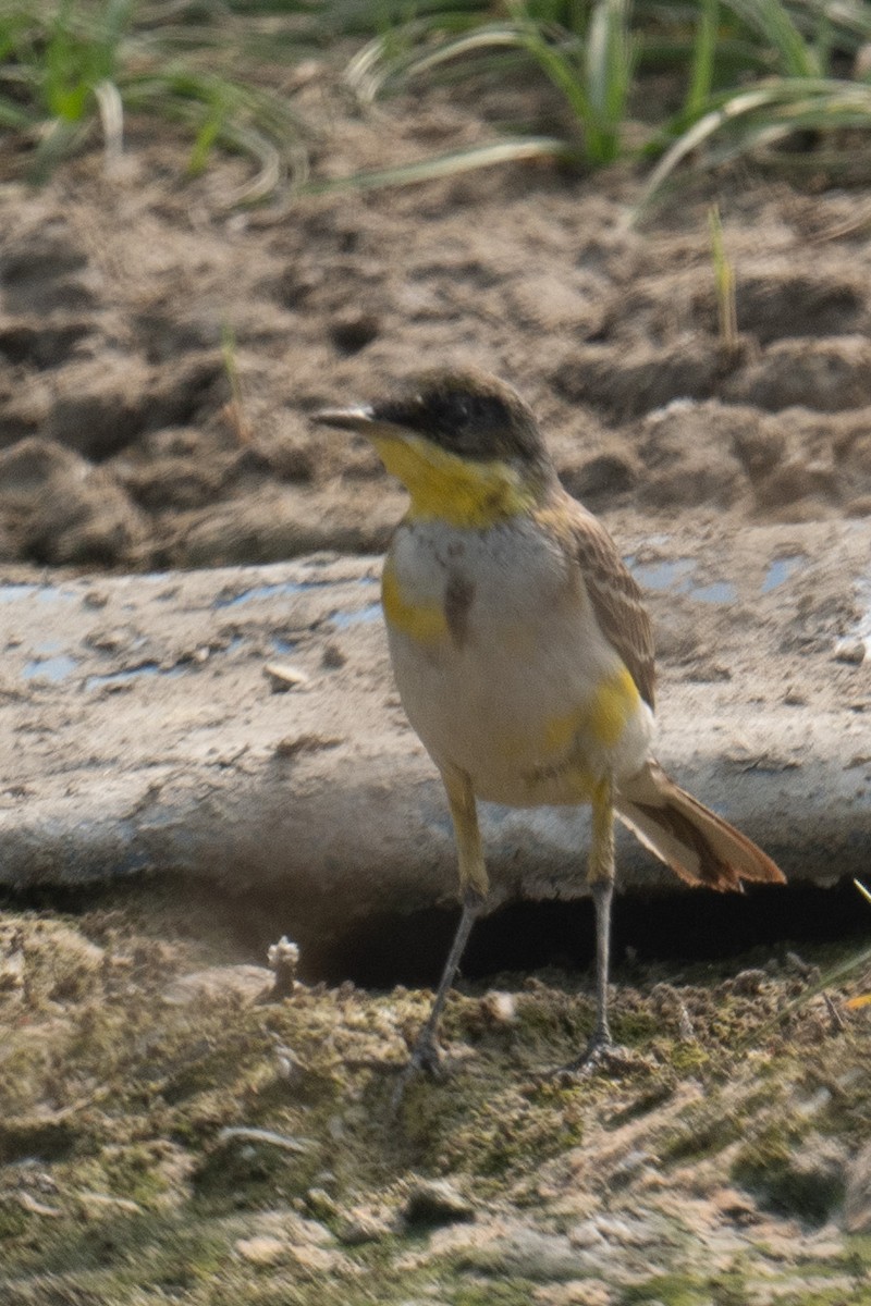 Cutrettola testagialla orientale - ML629076484