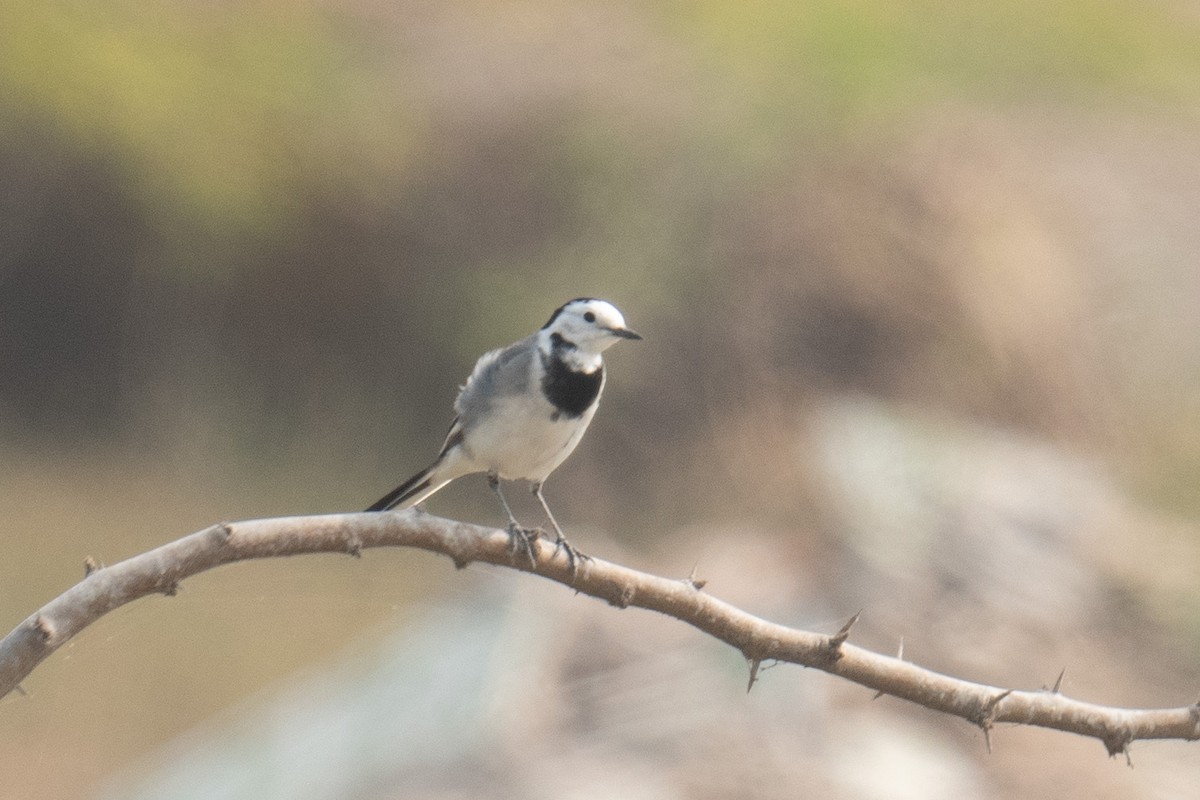 White Wagtail (White-faced/Transbaikalian) - ML629076488
