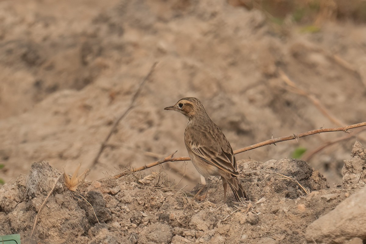 Paddyfield Pipit - ML629076511
