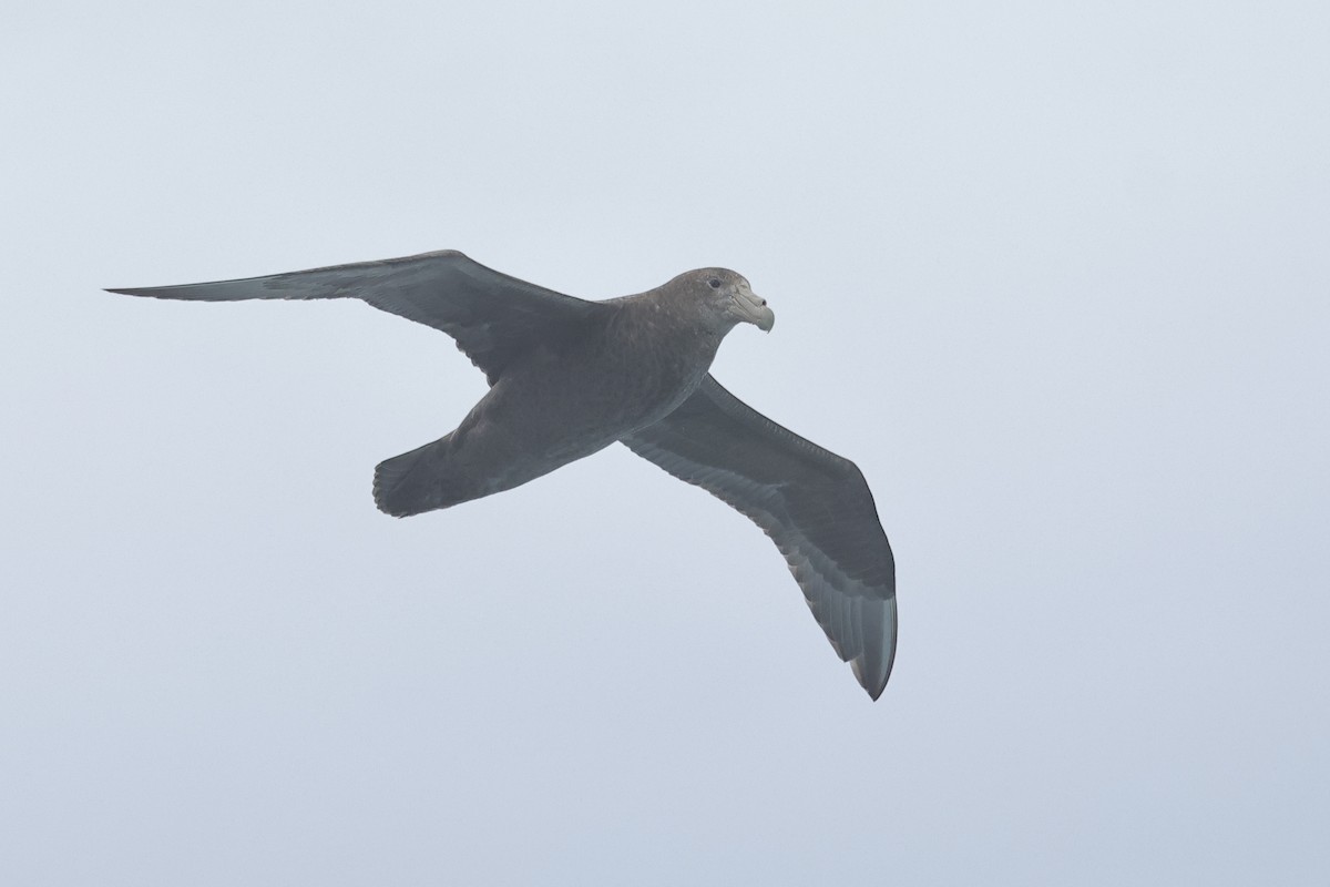 Southern Giant-Petrel - ML629076594