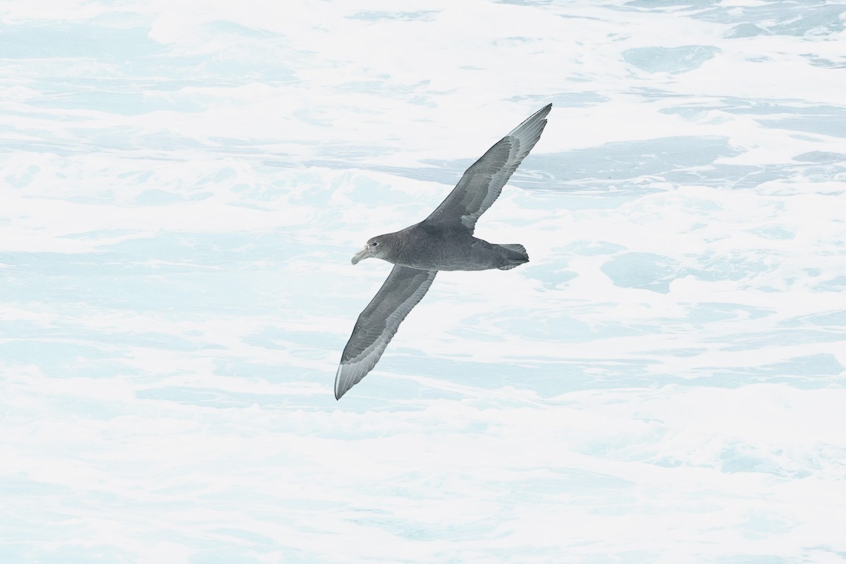 Southern Giant-Petrel - ML629076597