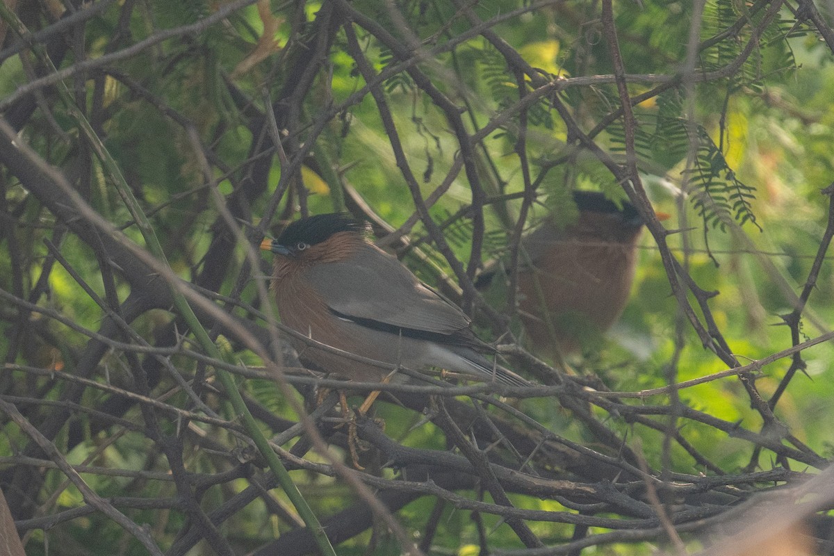 Brahminy Starling - ML629076607
