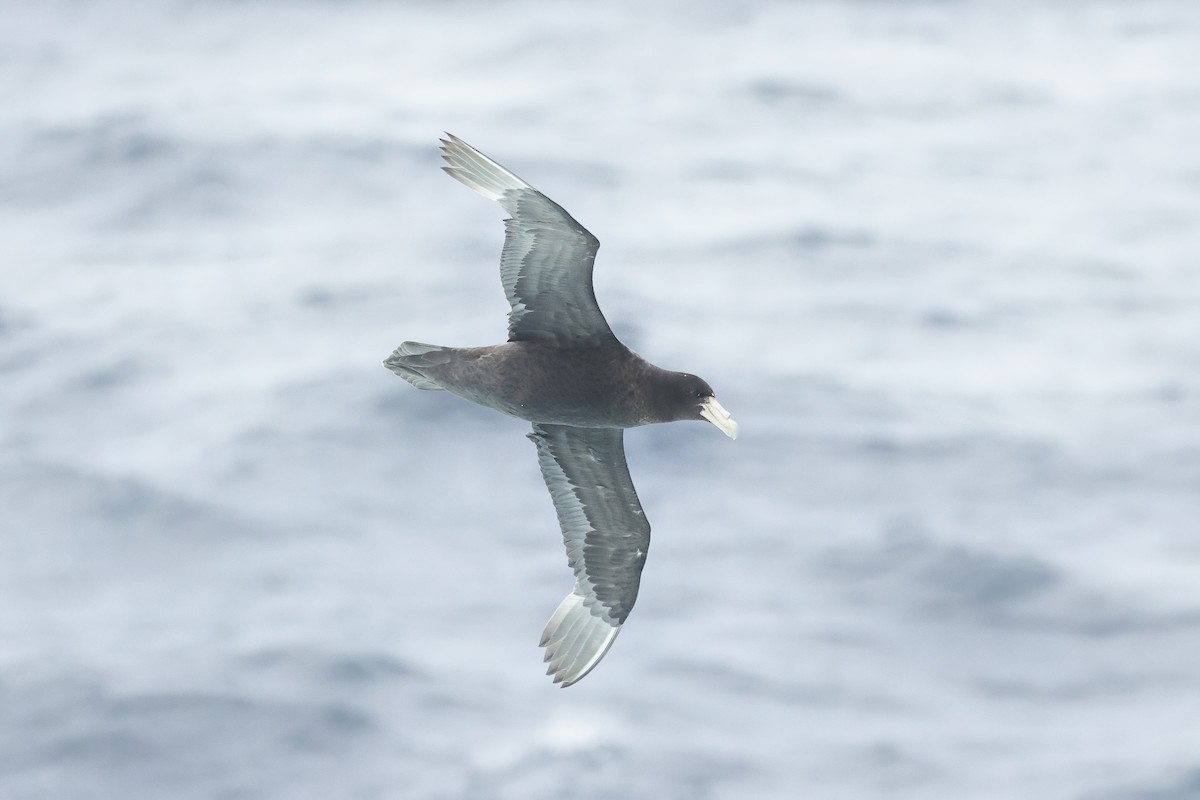 Southern Giant-Petrel - ML629076610