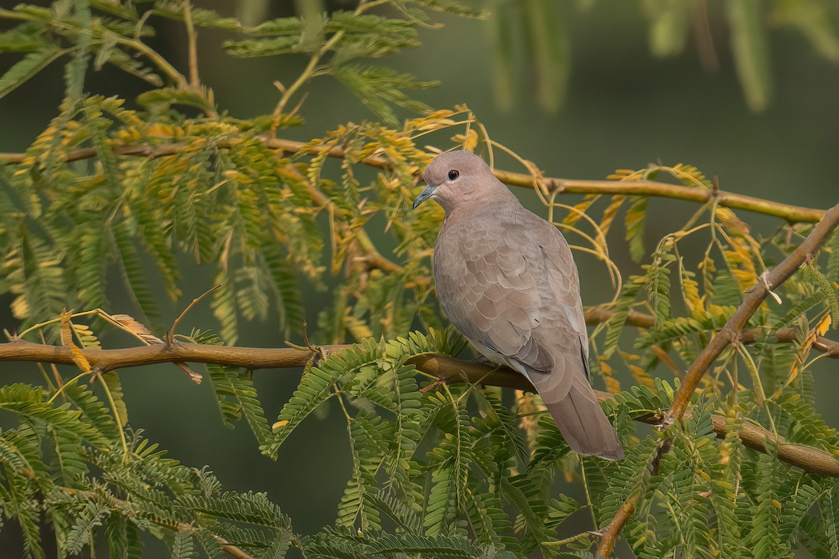Tortora delle palme - ML629076648