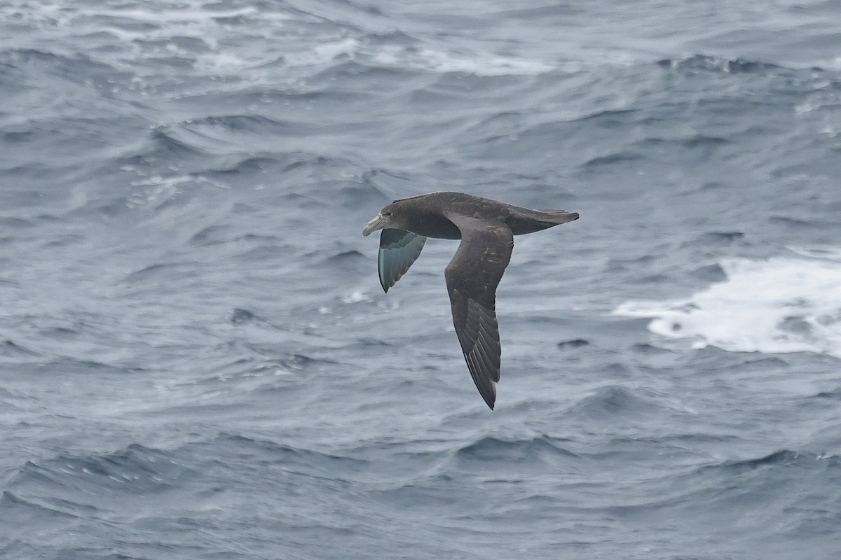 Southern Giant-Petrel - ML629076660