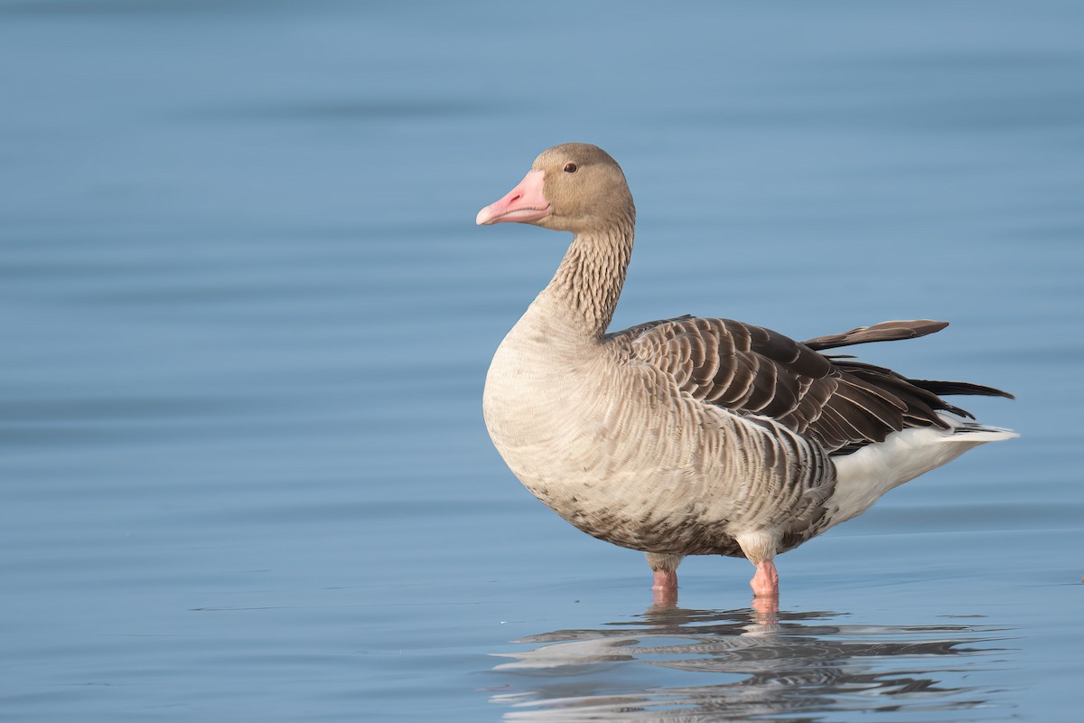 Oca selvatica - ML629076698