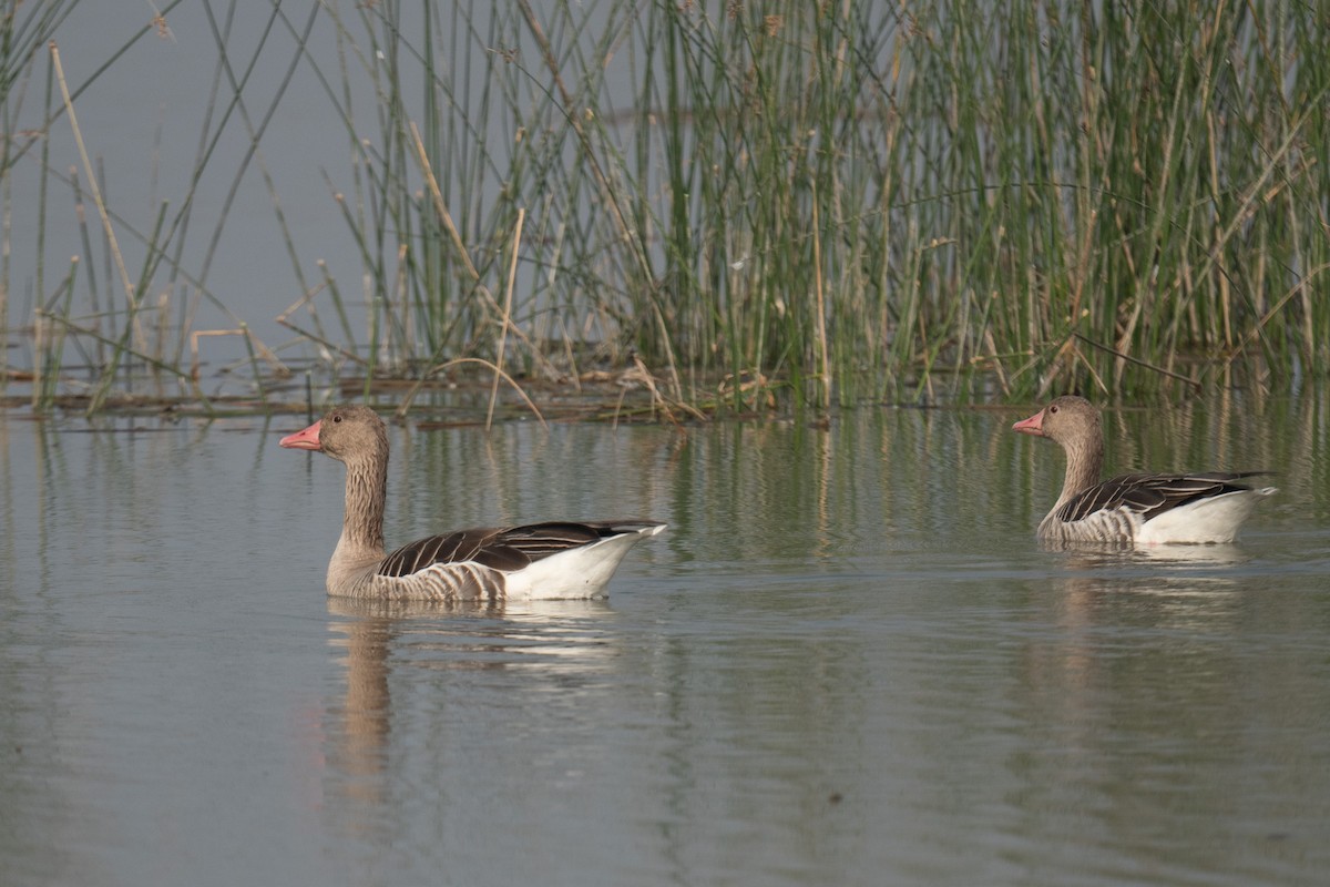 Oca selvatica - ML629076699