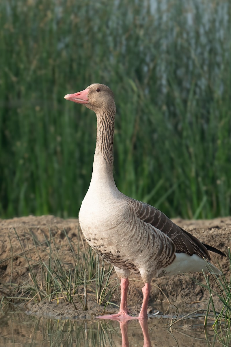 Oca selvatica - ML629076700