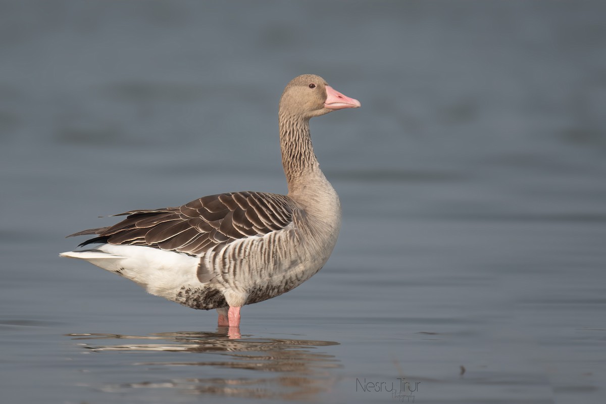 Oca selvatica - ML629076701