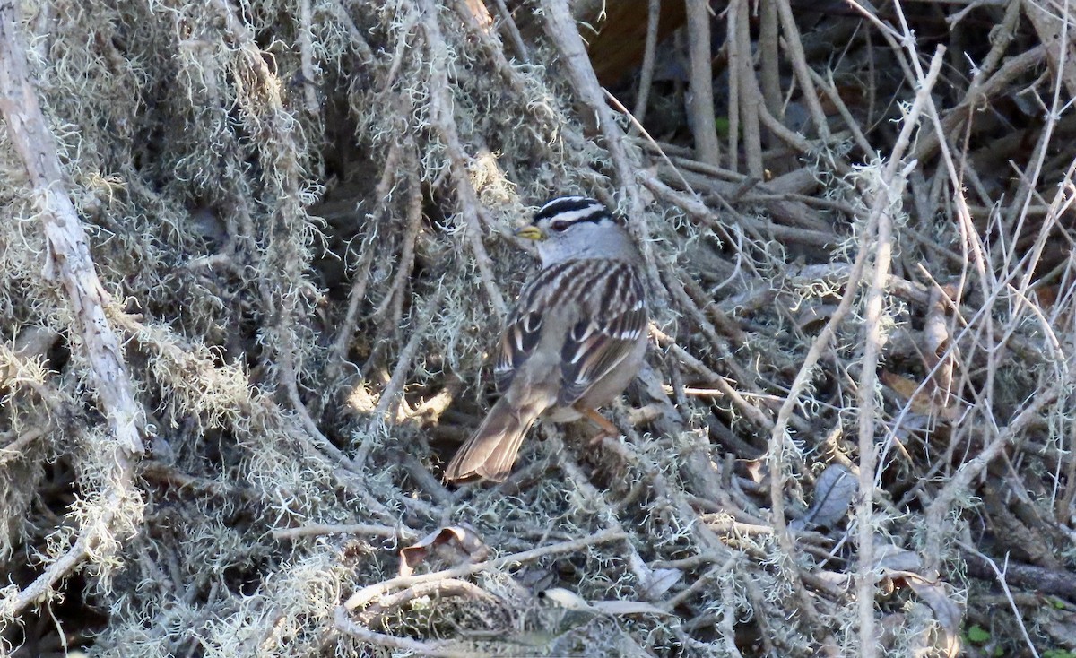 White-crowned Sparrow - ML629076810