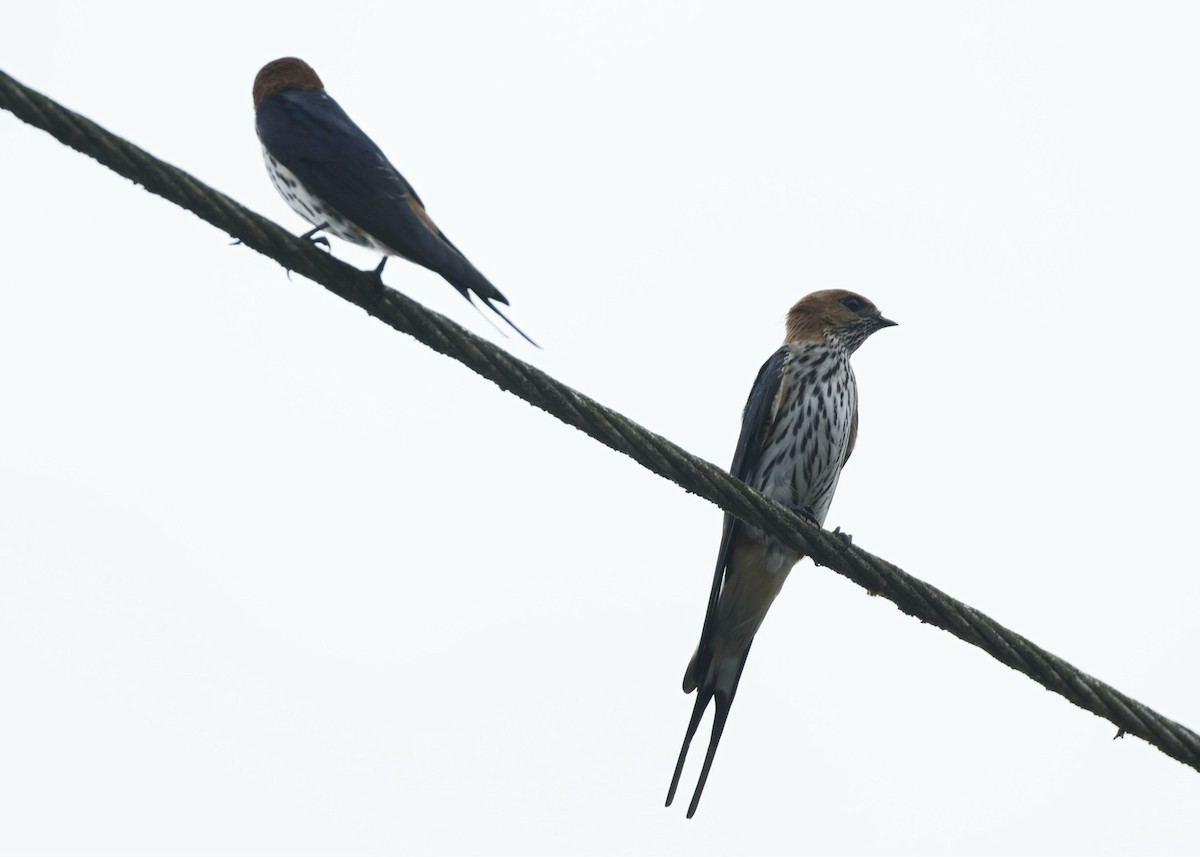 Lesser Striped Swallow - ML629076904