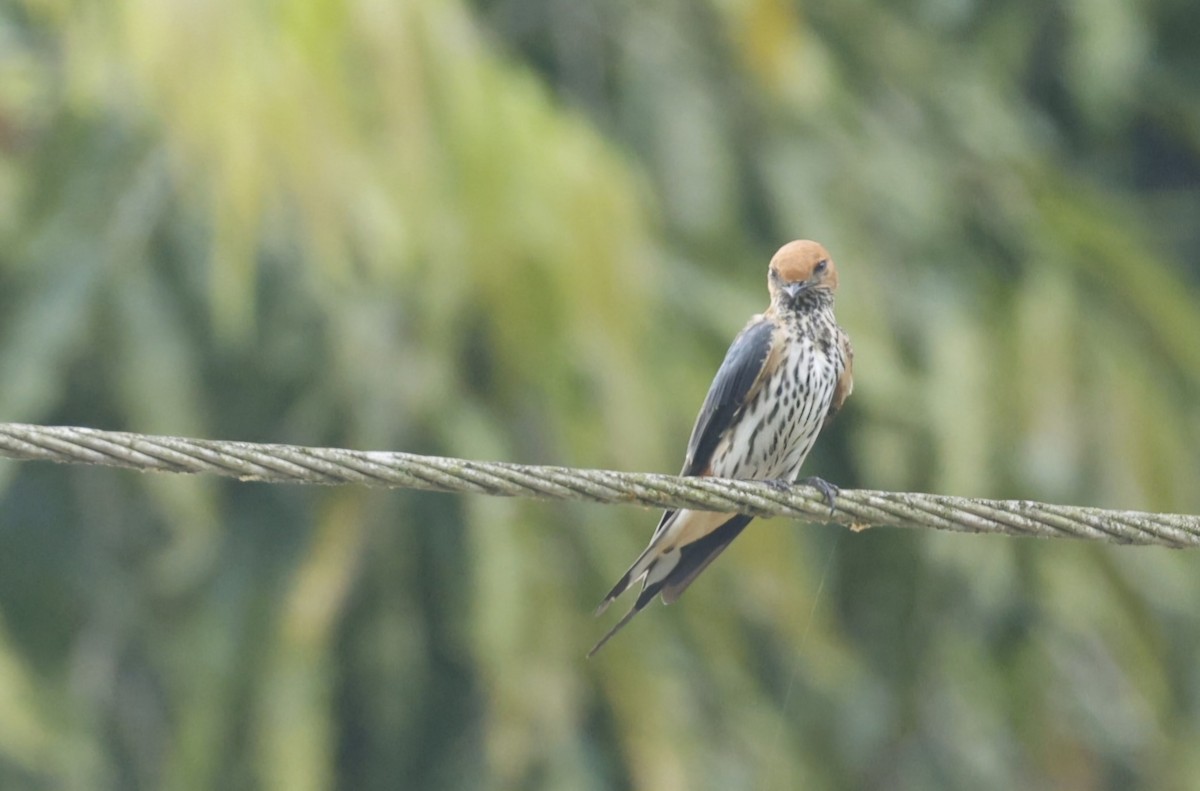 Lesser Striped Swallow - ML629076905