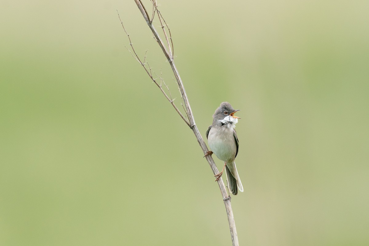 Greater Whitethroat - ML629077046