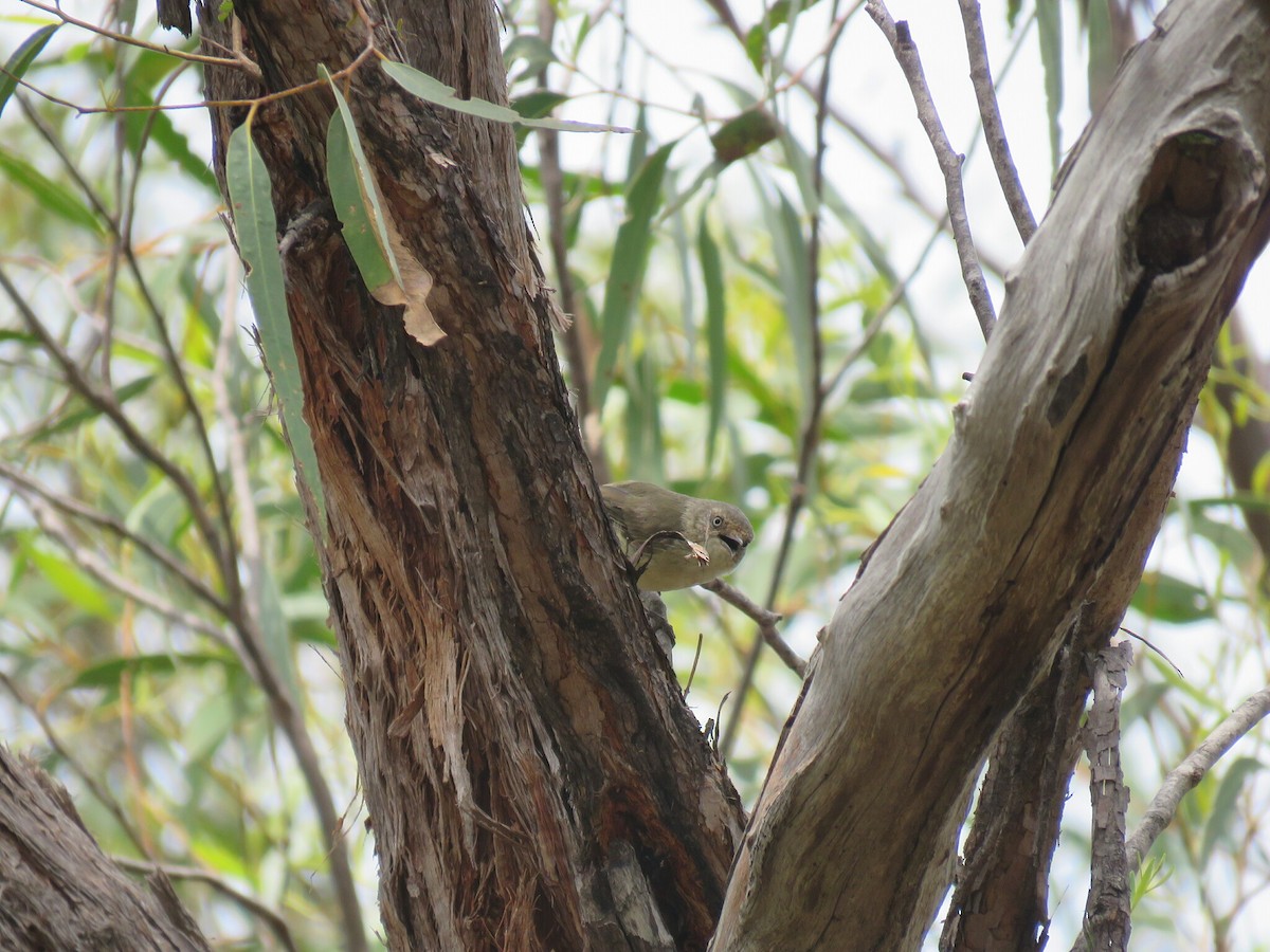 Buff-rumped Thornbill - ML629077174
