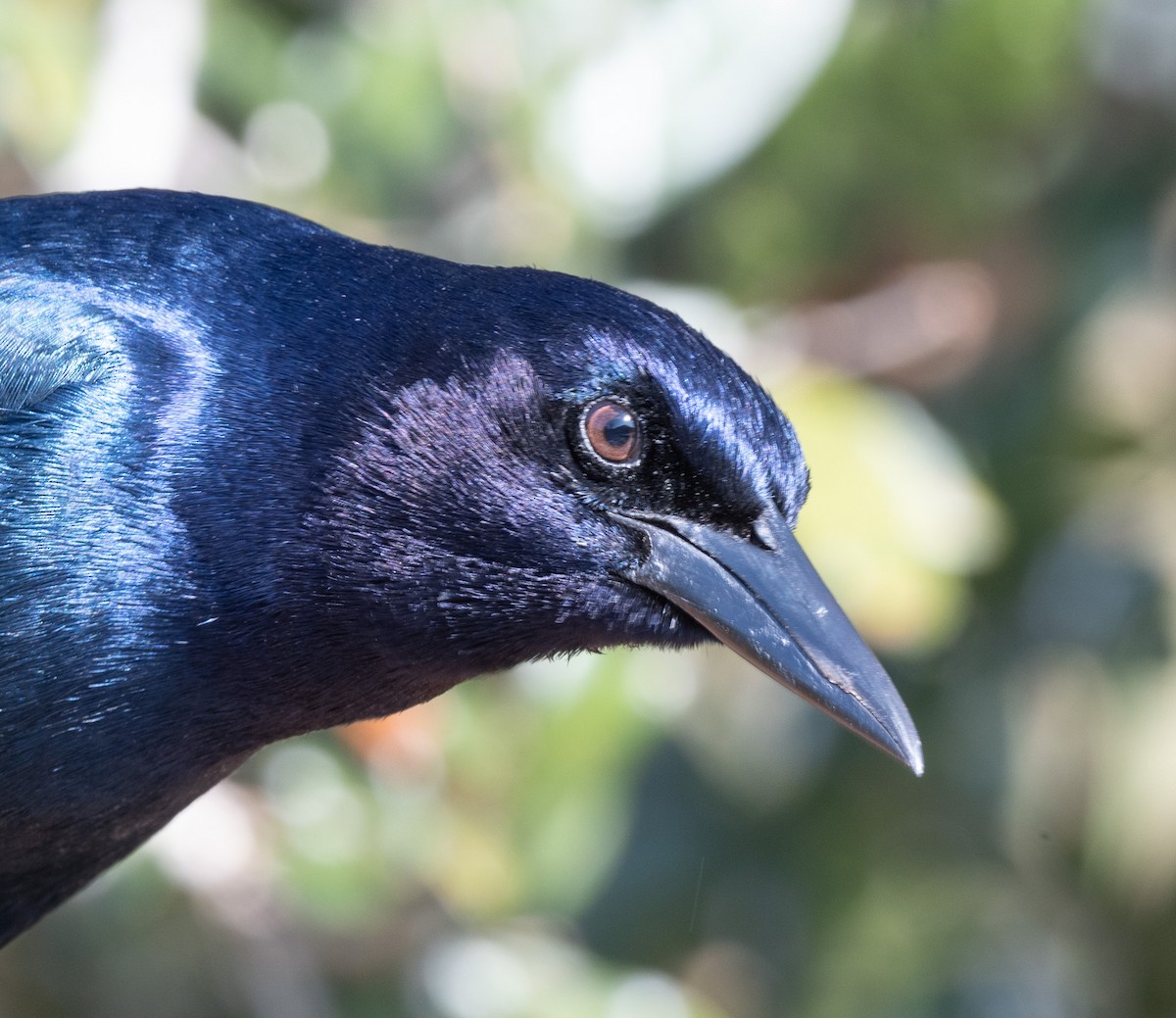 Boat-tailed Grackle - ML629077208