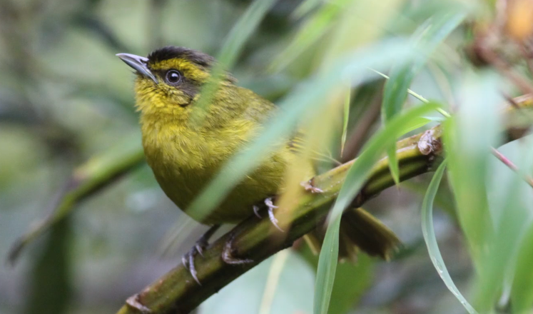 Parodi's Hemispingus - ML629077372