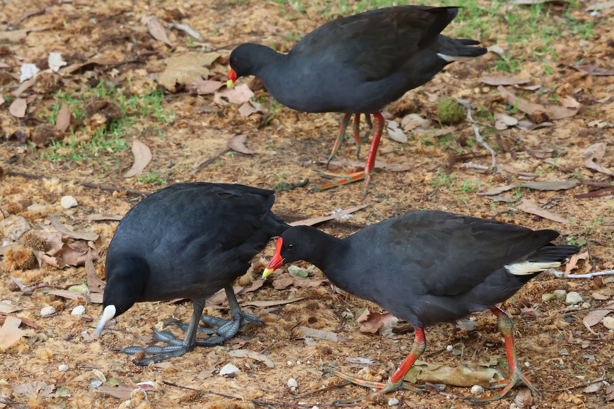 Dusky Moorhen - ML629077394