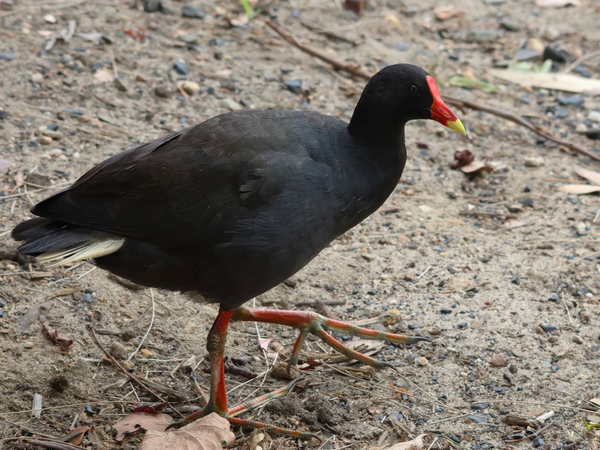 Dusky Moorhen - ML629077395