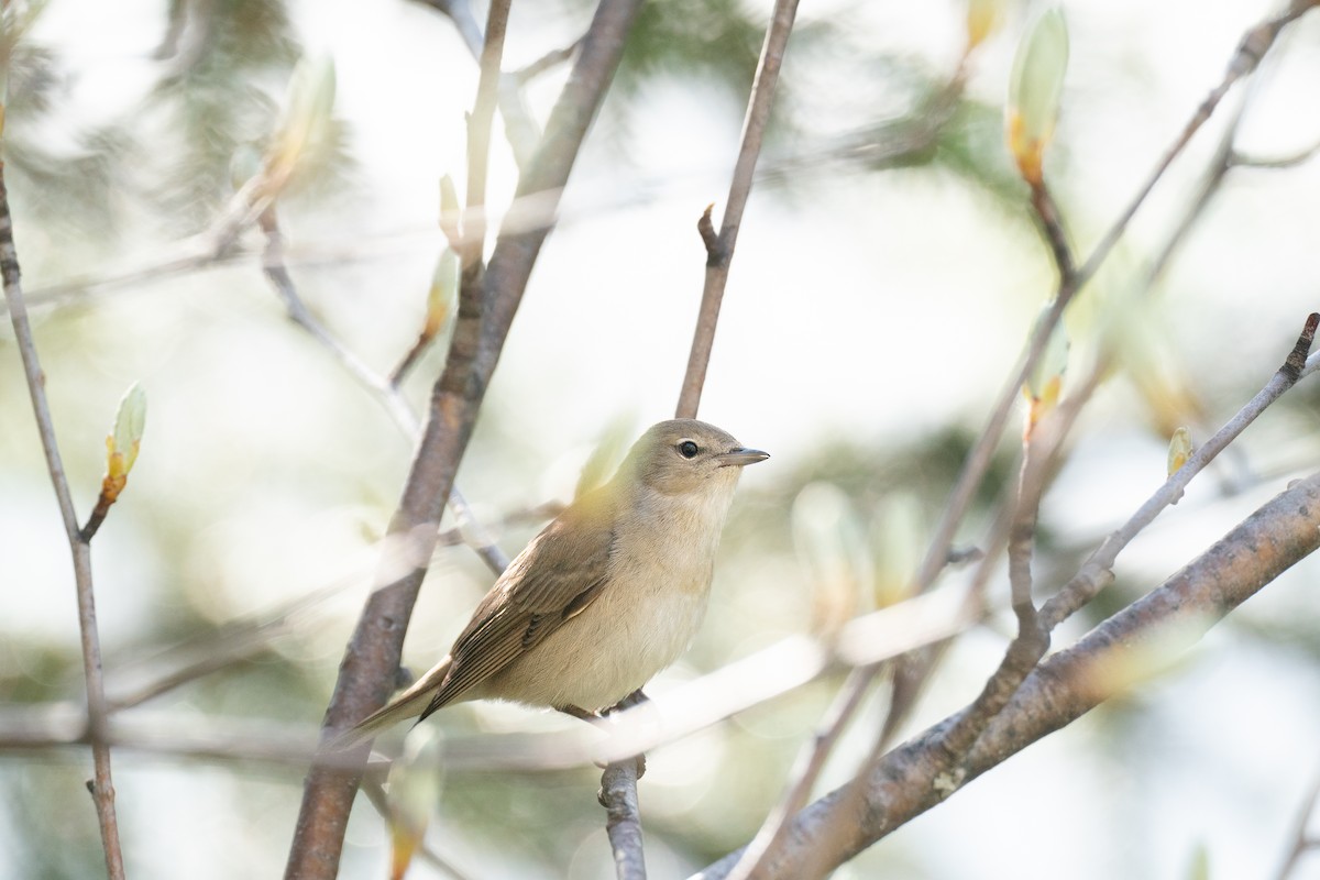 Garden Warbler - ML629077788