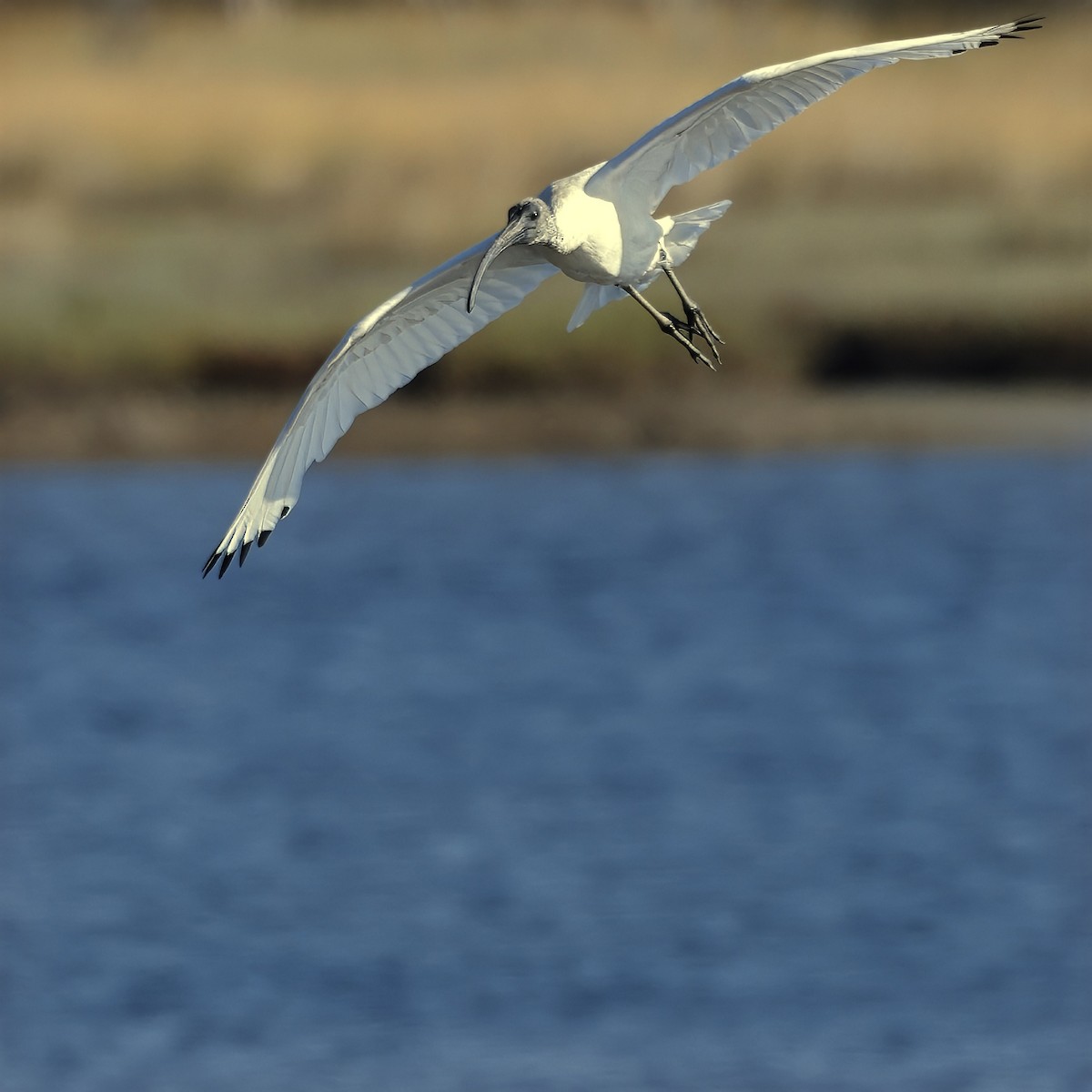 Australian Ibis - ML629077800