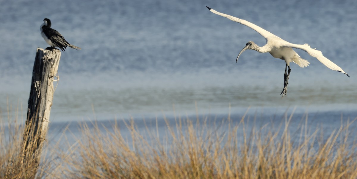 Australian Ibis - ML629077801