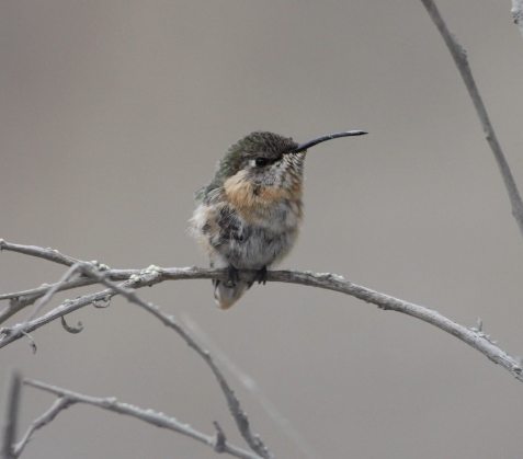 White-bellied Woodstar - ML629077815