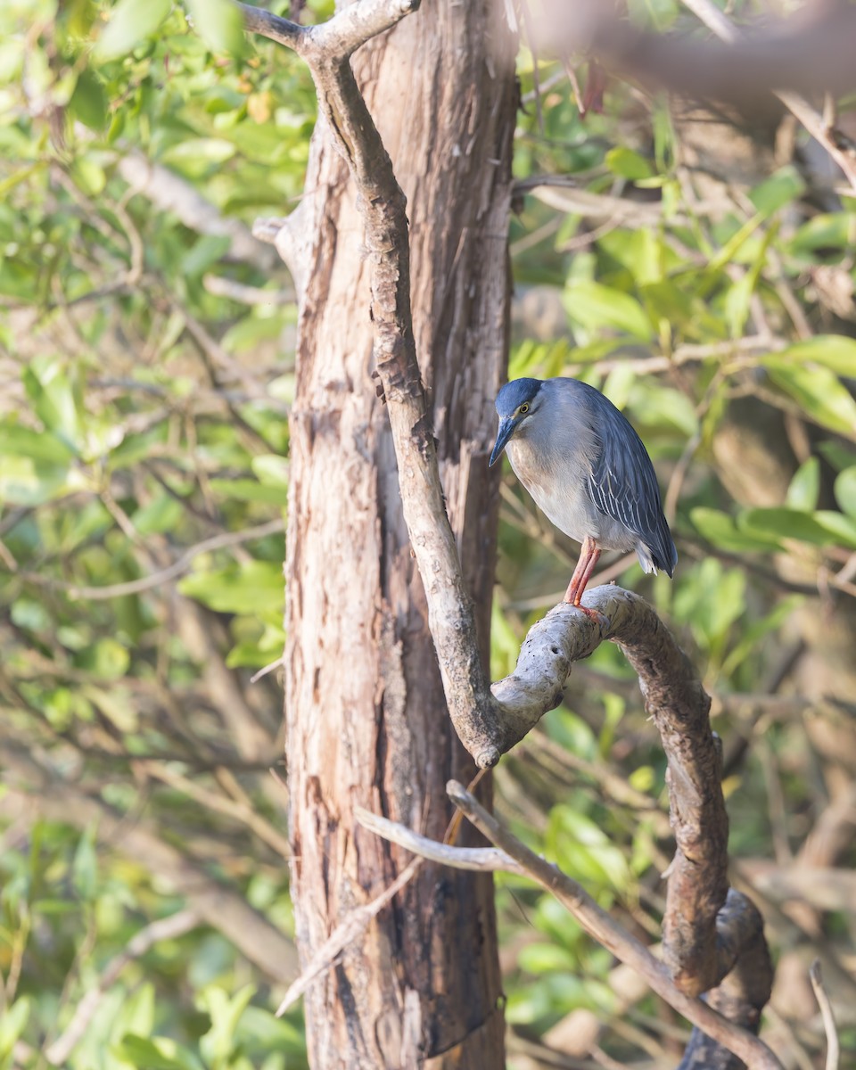 Striated Heron - ML629077844