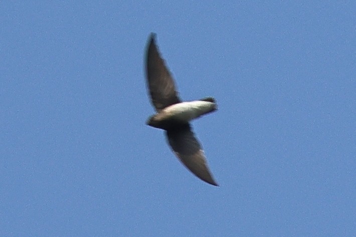 White-rumped Spinetail - ML629077851