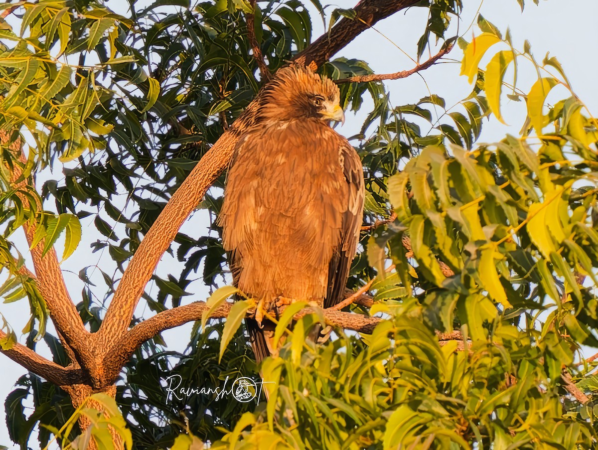 Booted Eagle - ML629077959