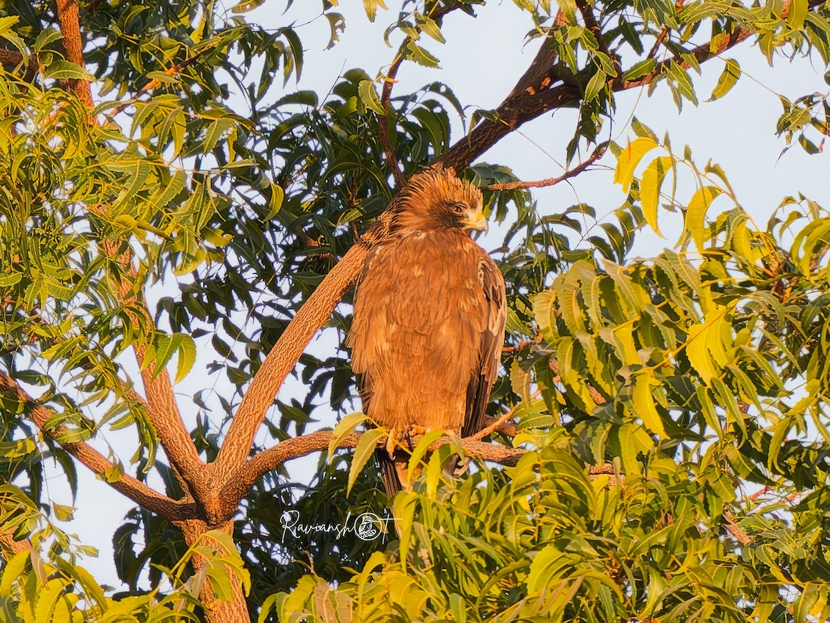 Booted Eagle - ML629077960